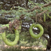 Vachellia planifrons (Wight & Arn.) Ragup., Seigler, Ebinger & Maslin